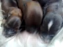 S� spiser vi