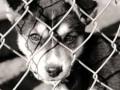 Animal Rights (read Discription)