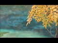 九寨溝（世界遺産） [中国大紀行DVD 第9巻 長江・水と詩の旅 より]