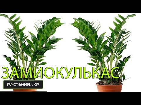how to transplant zamioculcas