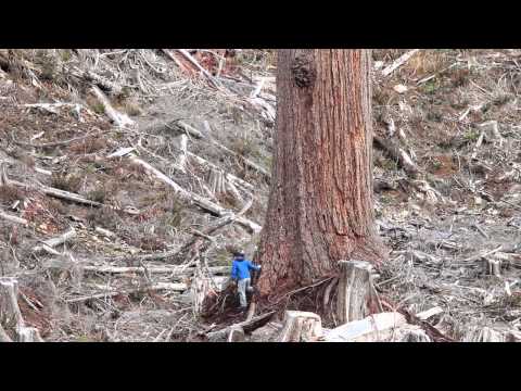 how to grow douglas fir