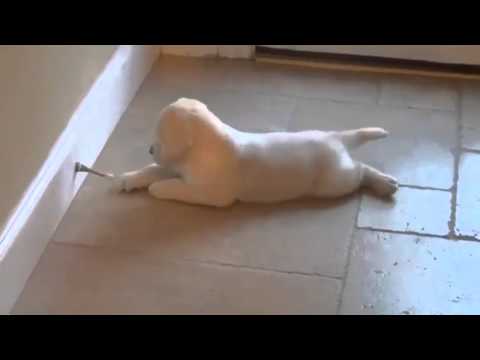 Puppy Battles Doorstop