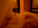 kitty cat cam 5 am