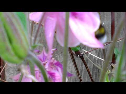 how to zoom htc one x camera