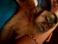 Carlos capuchin monkey in New Zealand
