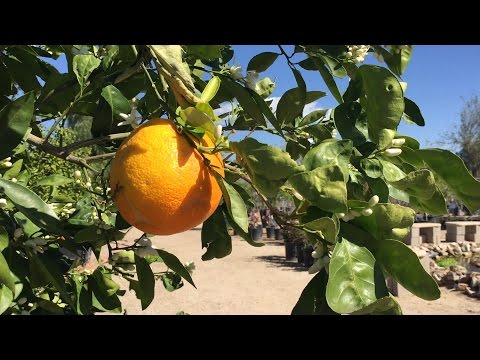 how to fertilize grapefruit trees