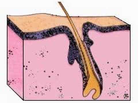Hair Formation
