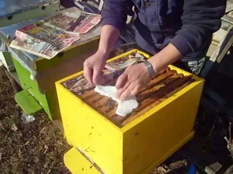 apikultura - hranire cu apifonda.