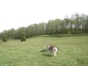 Walking my malamute Miko
