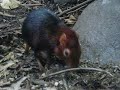 Giant Elephant Shrew
