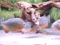 piranha feeder piranha feeder