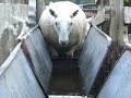 NCC Lambs for 11.09.08 Dingwall sale
