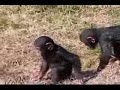 Chimpance bebe travieso