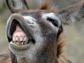 THE DONKEY…..LOL