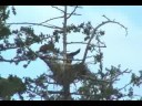3 YOUNG EAGLETS, READY TO FLEDGE,WHAT EXCITEMENT