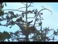 3 YOUNG EAGLETS, READY TO FLEDGE,WHAT EXCITEMENT