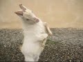 Biquette en folie