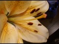 B�lissima Natureza