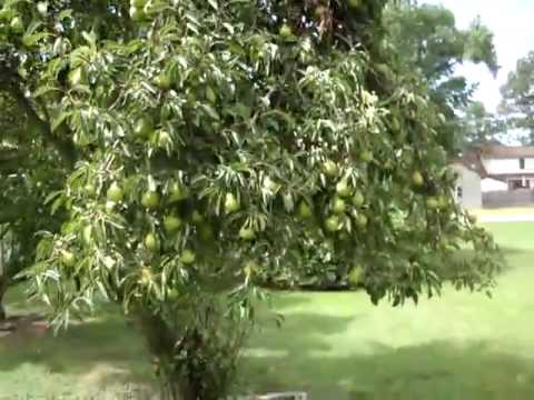 pgoddin - Look at all those pears”