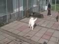 Some sad situations occur which mean dogs end up in rescue