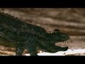 Postosuchus vs Postosuchus