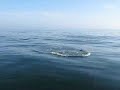 Les dauphins approchent du bateau sur la route de sancti pietri.avi