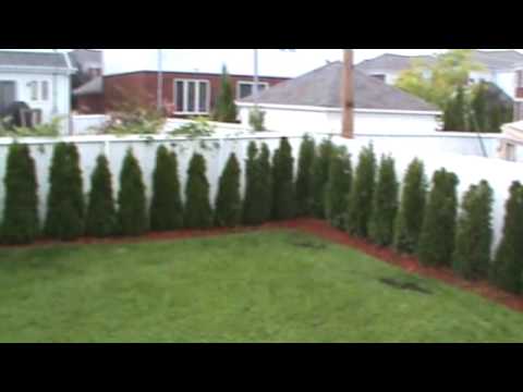how to transplant established hedges