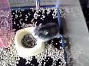 My Cute Hamsters 3 My Cute Hamsters 3