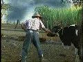 Cow Milking