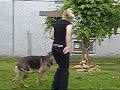 Dog Trick Team Dog Trick Team
