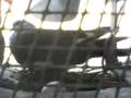 videos de Espiando a la paloma.3gp