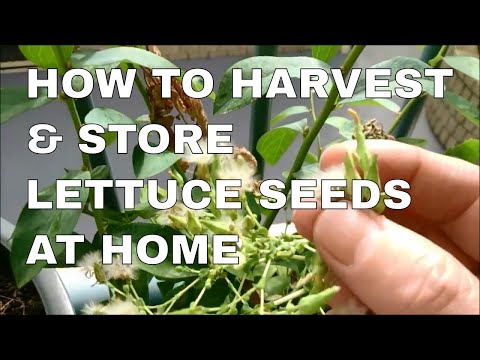 how to harvest lettuce