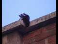 Urraca cazando murci�lagos