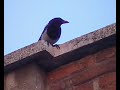 Urraca cazando murciélagos