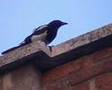Urraca cazando murciélagos