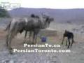 Donkey vs Camels - PersianToronto.com