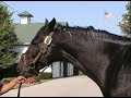 Bandini - famous racehorse by Fusaichi Pegasus Bandini - famous racehorse by Fusaichi Pegasus