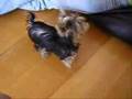 Yorkshire Terrier video