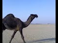 موقع سمان الهرج الشعبي مزاين مزايين الابل ابل بعير ناقه ناقة فحل مجاهيم وضح قصايد قصيده قلطات قلطه شعر اشعار الهاجري القحطاني العتيبي السبيعي اليامي العجمي المري الحربي الدوسري