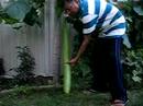 Giant Size Vegetables Show Giant Size Vegetables Show
