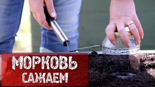 Шелковица посадка в беларуси Шелковица посадка в беларуси