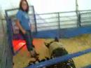 baby pigs at the 2008 Alameda County Fair, Pleasanton, CA