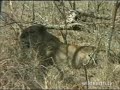 Mapogos Chase Lioness AM 09/02/08