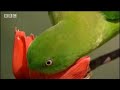 bbc: jungle   coral tree   energy on tap