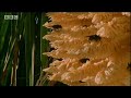 BBC: Jungle - Coral Tree - Energy on Tap BBC: Jungle - Coral Tree - Energy on Tap
