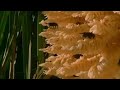 BBC: Jungle - Coral Tree - Energy on Tap