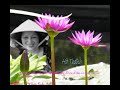 Khuc Tinh Ca Xu Hue Khuc Tinh Ca Xu Hue