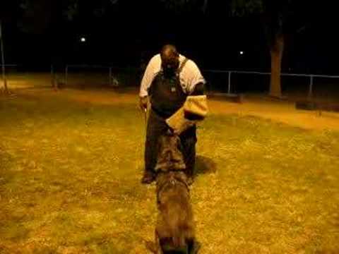 cane corso