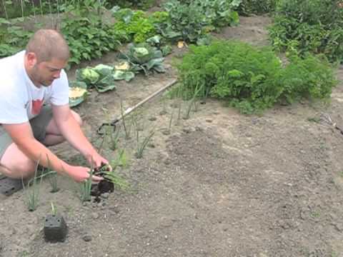 how to fertilize leeks