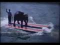 Elephant on Water Skis